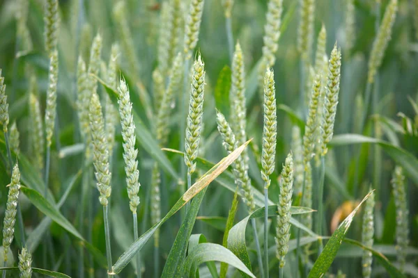Spikelets Field Summer — Stock Photo, Image