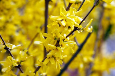 baharda sarı çiçeklerin dalı