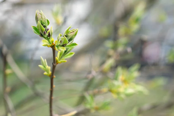 Leaves Bourgeons Tree Spring — Stock Photo, Image