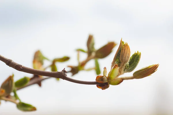 Leaves Bourgeons Tree Spring — Stock Photo, Image