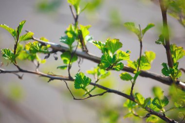 İlkbaharda genç yaprakları ile dalları