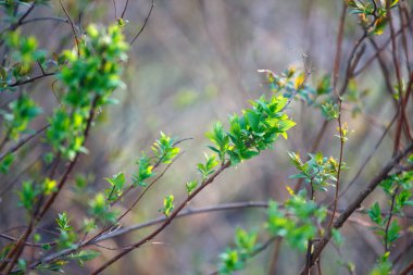 İlkbaharda genç yaprakları ile dalları