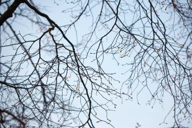 Baharda gökyüzüne karşı dallar