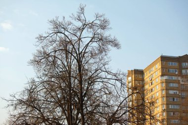 İlkbaharda şehirde ağaç ve ev
