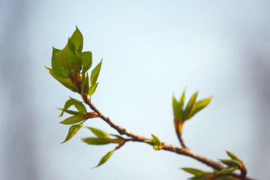 İlkbaharda genç yaprakları ile şube