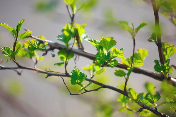 Gałęzie Młodymi Listwami Wiosną — Zdjęcie stockowe