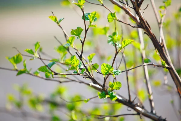 Branches Young Leaves Spring — Stock Photo, Image
