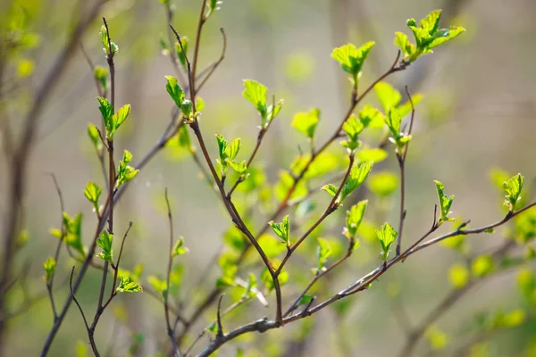 Branches Young Leaves Spring — Stock Photo, Image