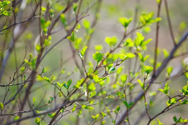 Ramos Com Folhas Jovens Primavera — Fotografia de Stock