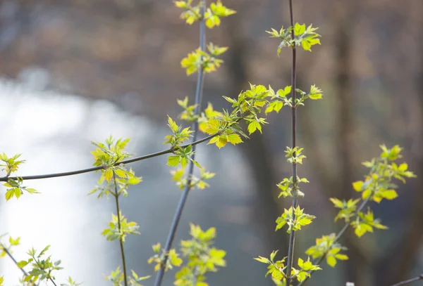 Lkbaharda Genç Yaprakları Ile Dalları — Stok fotoğraf