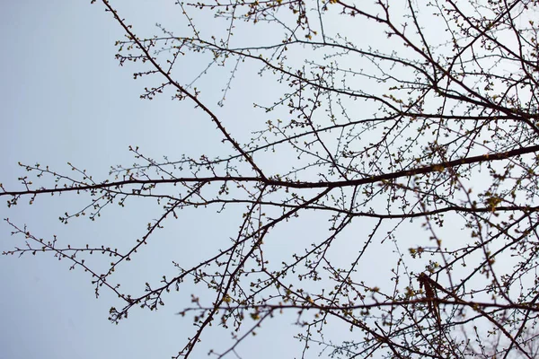 Ramos Contra Céu Primavera — Fotografia de Stock