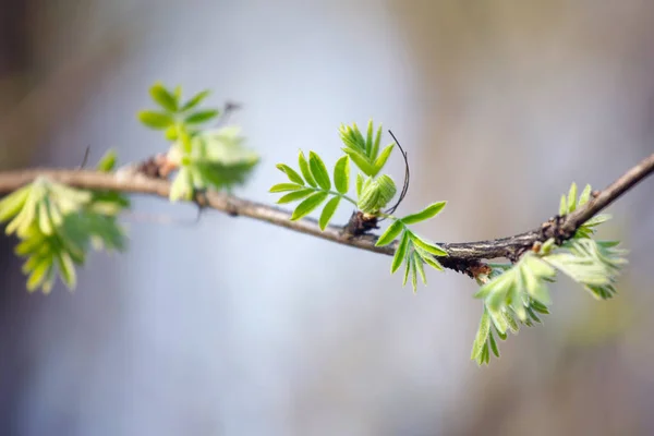 Branch Young Leaves Spring — Stock Photo, Image