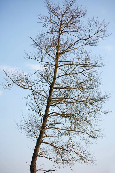 Der Baum Frühling — Stockfoto