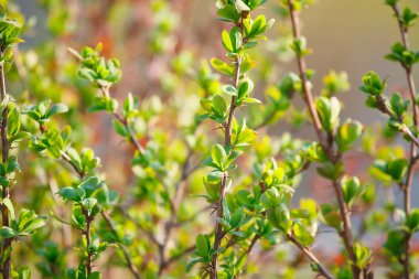 Genç yaprakları ile çalı dalları
