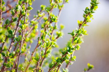 Genç yaprakları ile çalı dalları