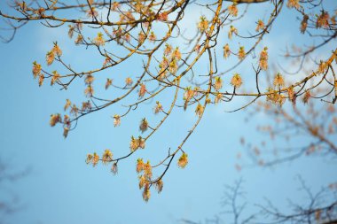 İlkbaharda gökyüzüne karşı çiçekler ve yapraklar ile dalları
