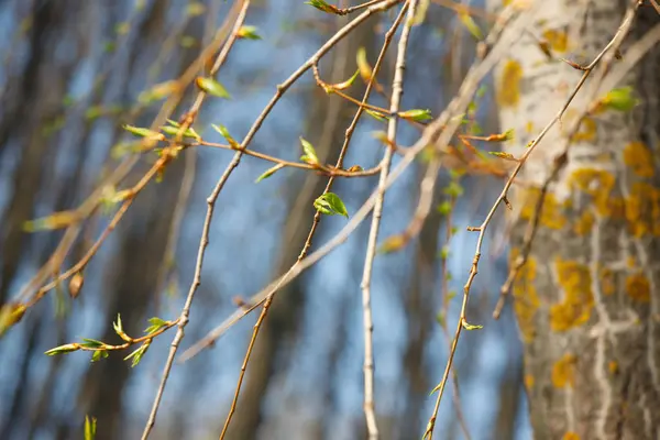 Ветви Молодыми Листьями Весной — стоковое фото
