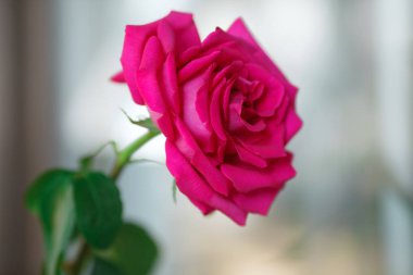 Pencerenin yanındaki pembe gül