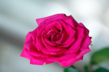 Pencerenin yanındaki pembe gül