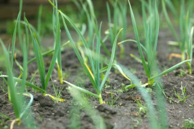 bahçede sebze fidesi