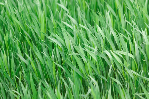 Grünes Gras Auf Dem Feld Sommer — Stockfoto