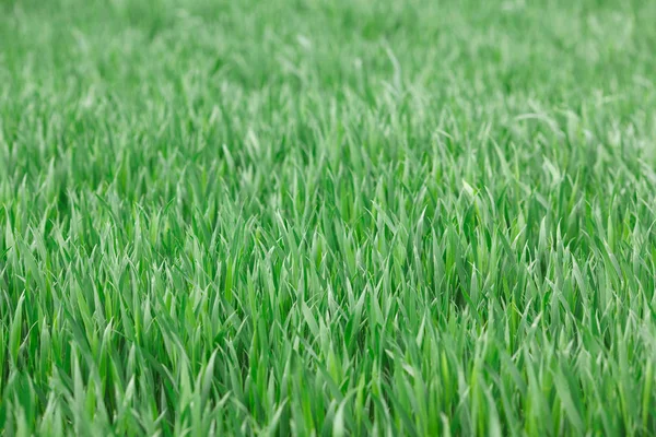 Green Grass Field Summer — Stock Photo, Image