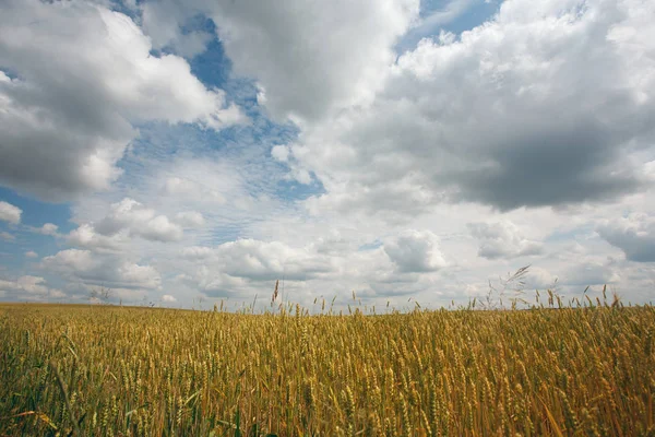 Paysage Estival Aux Épis Maïs — Photo