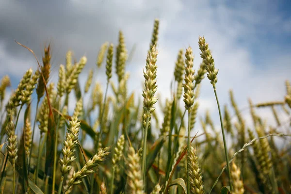 Ears Corn Sky — Stock Photo, Image