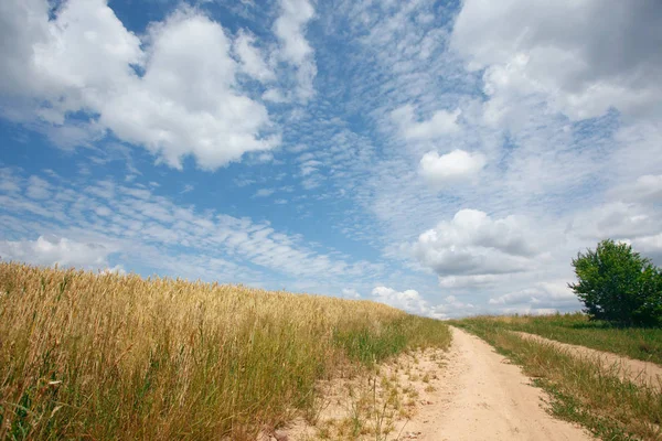 Summer Landscape Ears Corn — Stock Photo, Image