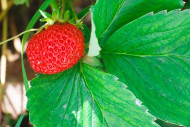 Bahçede kırmızı çilek