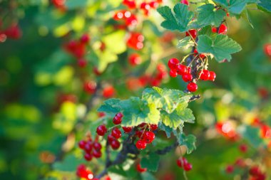 Bahçede frenk üzümü