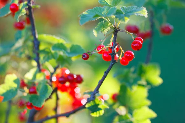 Groseille Rouge Dans Jardin — Photo