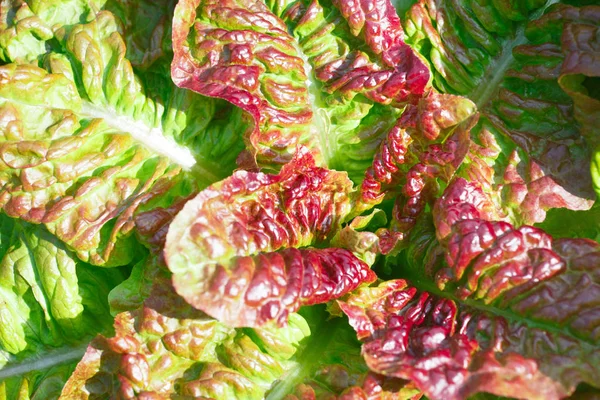 Grüner Salat Garten — Stockfoto