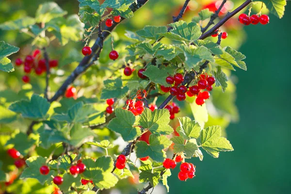 Groseille Rouge Dans Jardin — Photo