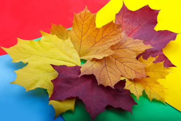 Autumn Leaves Colored Background — Stock Photo, Image