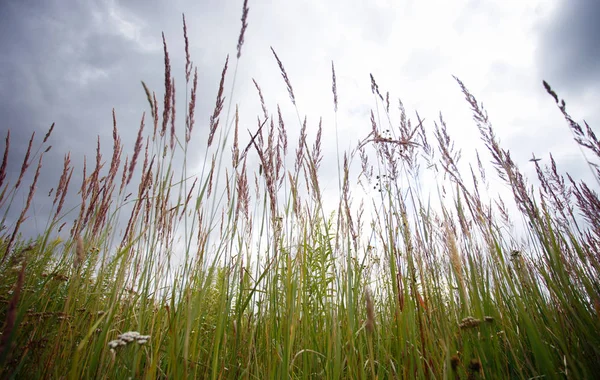 Green Grass Sky Harvest — Stock Photo, Image