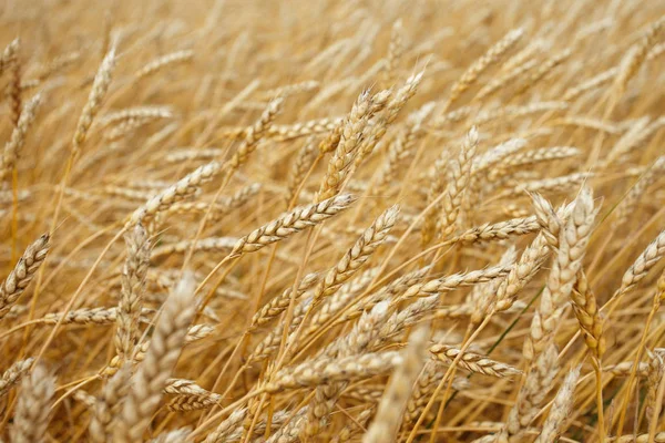 Spikelets Wheat Harvest — Stock Photo, Image