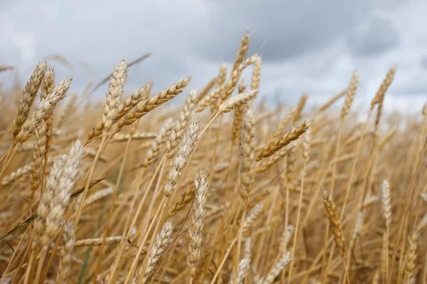 Spikelets Wheat Sky Harvest — Stock Photo, Image