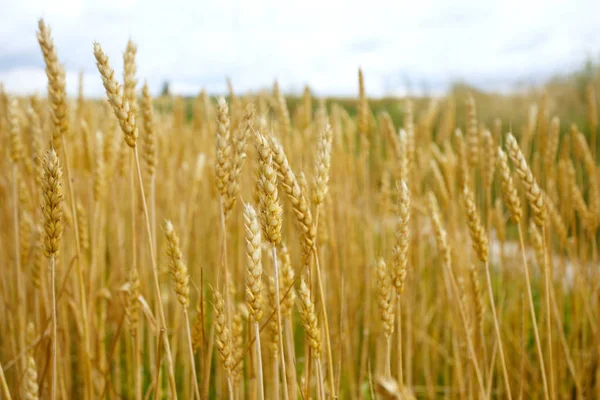 Spikelets Wheat Sky Harvest — Stock Photo, Image