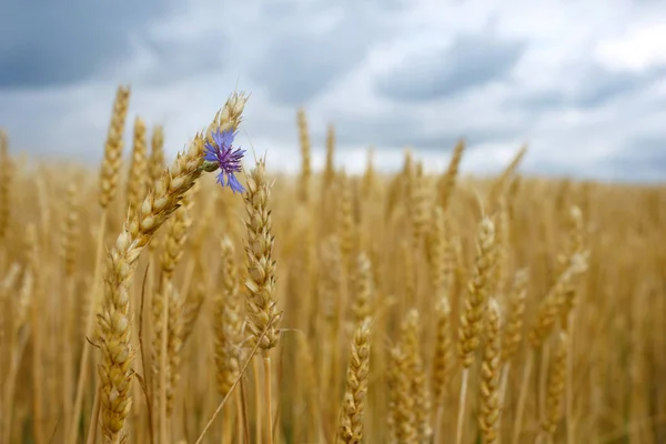 Spikelets Wheat Sky Cornflower — Stock Photo, Image