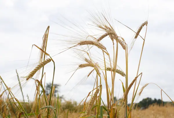 Spikelets Wheat Sky Harvest — Stock Photo, Image