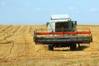 Tarladaki tahıl mahsullerini hasatçılarla birleştirerek.