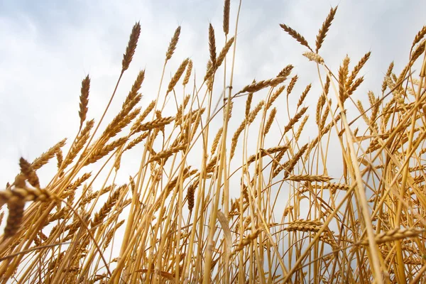 Spikelets Wheat Sky Harvest — Stock Photo, Image