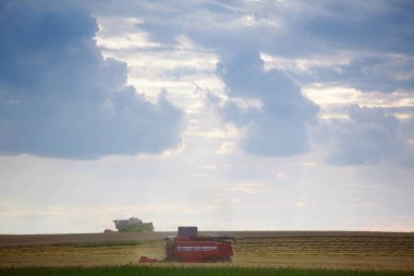 Tarladaki tahıl mahsullerini hasatçılarla birleştirerek.