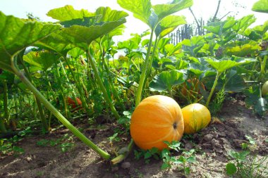 Hasat olarak bahçede kabak bitkisi