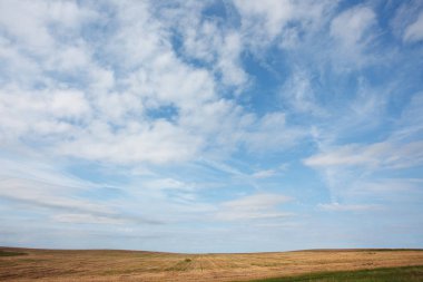 Tahıl alanı ile yaz manzara