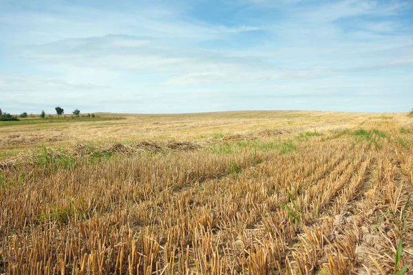 Tahıl Alanı Ile Yaz Manzara — Stok fotoğraf