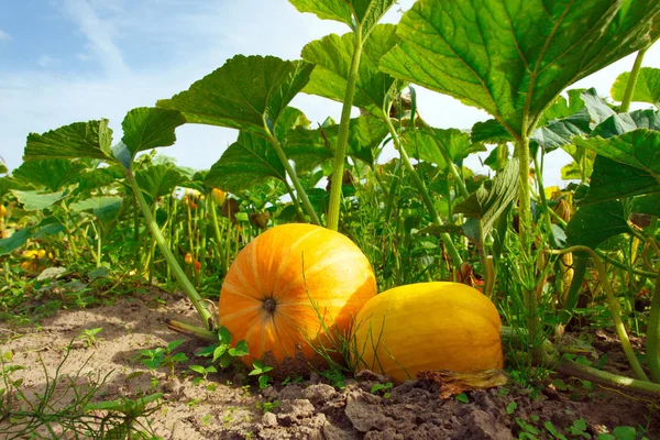 The pumpkin plant in the garden as a harvest