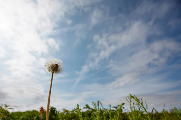 Dandelion Meadow Summer — Stock Photo, Image