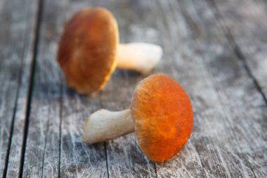 ahşap bir masa üzerinde orman boletus